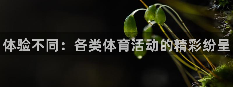 MK体育官方正版app神州：体验不同：各类体育活动的